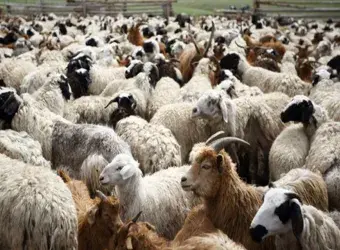 απογραφή αιγοπροβάτων και χοιροειδών