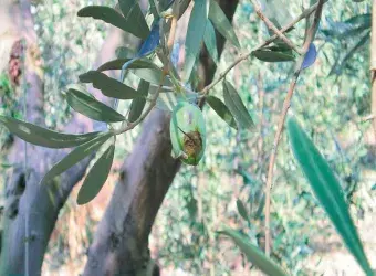 Αίτημα της Αντιπεριφέρειας Πρωτογενούς Τομέα για στήριξη των Νέων Αγροτών λόγω ακαρπίας στα νησιά του Βορείου Αιγαίου